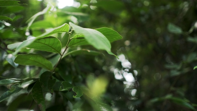 绿叶在风中摆动。视频素材