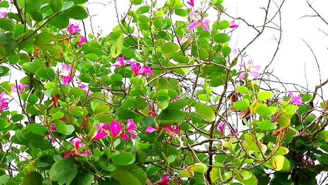 紫兰树，香港兰花树，紫荆花的淘洗在花园里盛开视频素材