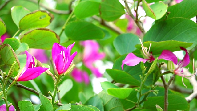 紫兰花树，香港兰花树，紫荆花盛开在花园里视频素材