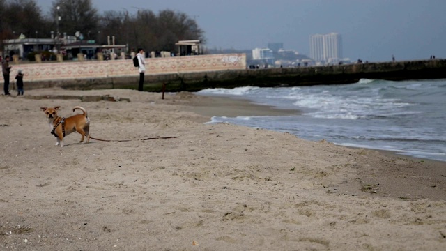 海滩上的流浪狗视频素材