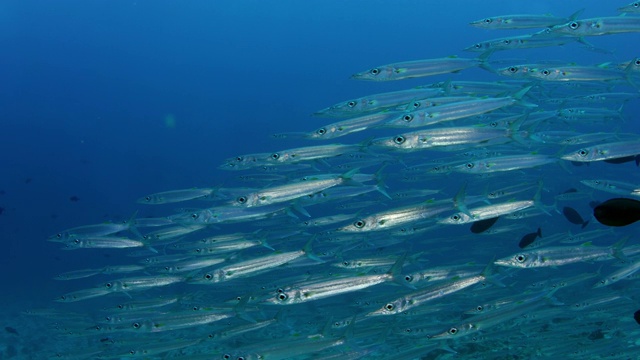 一群大眼梭鱼(Sphyraena forsteri)在清澈湛蓝的马尔代夫水域游泳视频素材