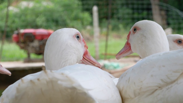 两只白色的鸭子住在鸭舍里，他们像情人一样依偎着。视频素材