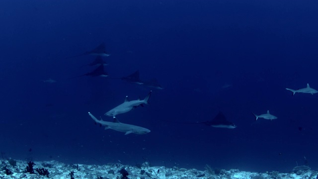 在马尔代夫，一群大眼梭鱼(Sphyraena forsteri)和斑鹰鳐(Aetobatus narari)在清澈湛蓝的水域中游泳，在鲨鱼的身后视频素材