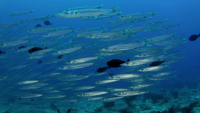 一群大眼梭鱼(Sphyraena forsteri)在清澈湛蓝的马尔代夫水域游泳视频素材