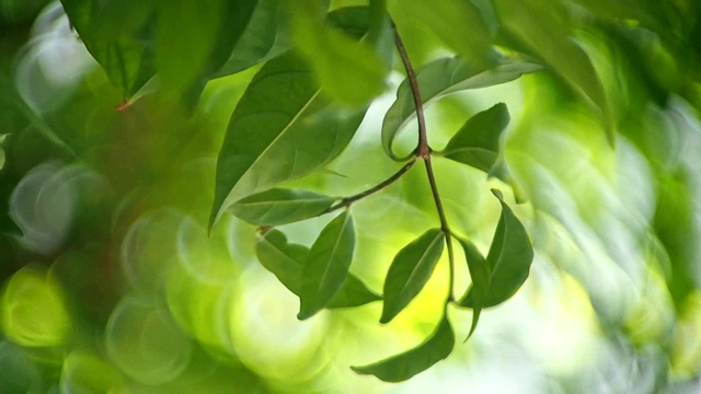 绿叶与散景背景。视频下载