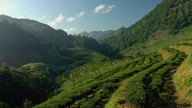 高山茶园梯田空中向后视频素材