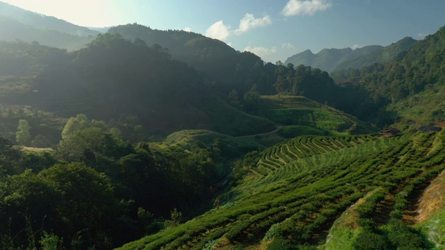 山上茶园梯田鸟瞰图视频素材