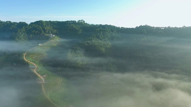 清晨鸟瞰图中有雾的茶园梯田视频素材