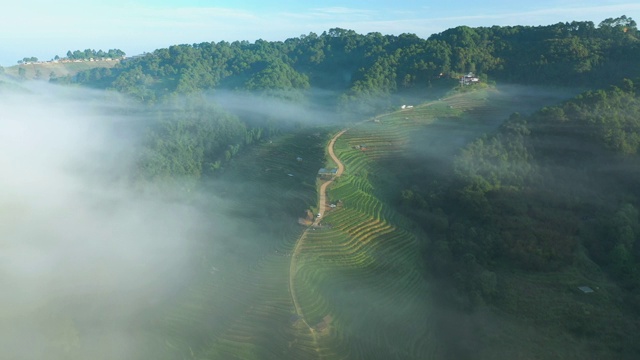 清晨有雾的茶园梯田鸟瞰图视频素材