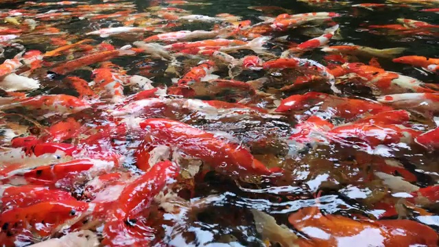 锦鲤在池塘里游泳视频素材