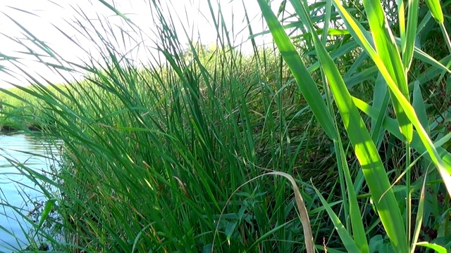 池塘背景下的绿色芦苇视频素材