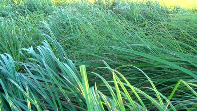 池塘背景下的绿色芦苇视频素材