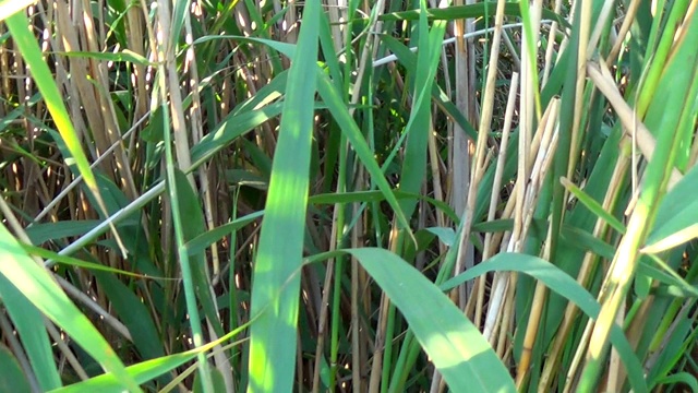 池塘背景下的绿色芦苇视频素材