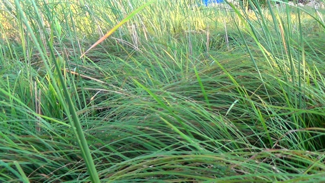 池塘背景下的绿色芦苇视频素材