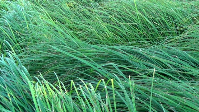 池塘背景下的绿色芦苇视频素材