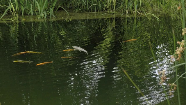 锦鲤在花园池塘。浮在水中的鱼视频素材