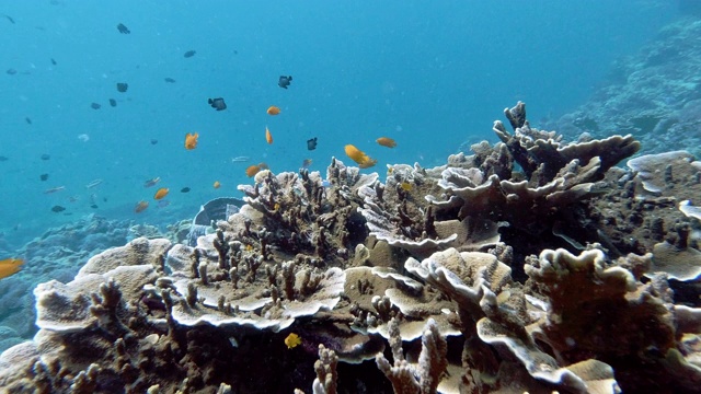 在脆弱物种上的小热带鱼群漏斗珊瑚(Montipora capricornis)水下珊瑚礁视频素材