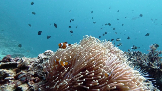 假小丑鱼(Amphiprion ocellaris)在海底海葵(Heteractis magnifica)珊瑚礁在清晰的蓝色海洋背景视频素材