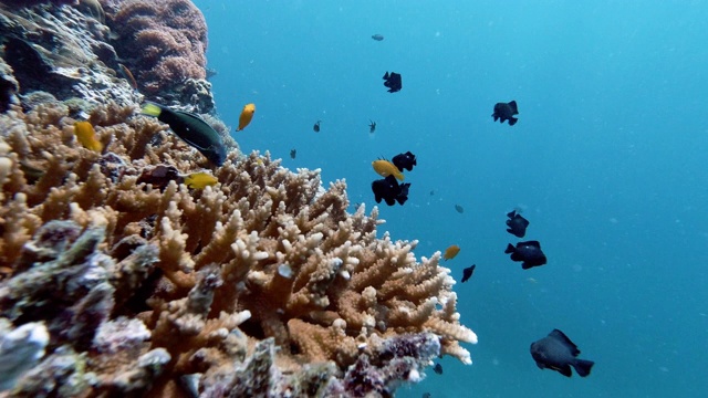 鹿角珊瑚(Acropora)中的水下柠檬雀鲷(Pomacentrus moluccenis)视频素材