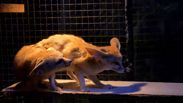 Fennecus zerda是世界上最小的狐狸视频素材