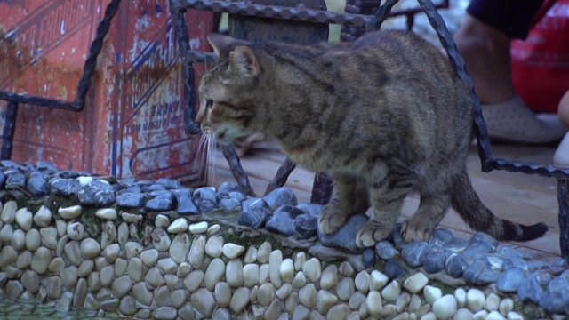 虎斑猫正在池塘里喝水，慢镜头里它突然被什么东西惊动了视频素材