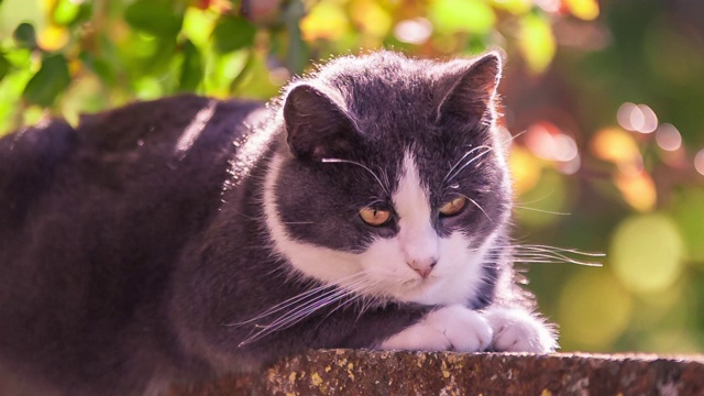 灰色的猫休息视频素材