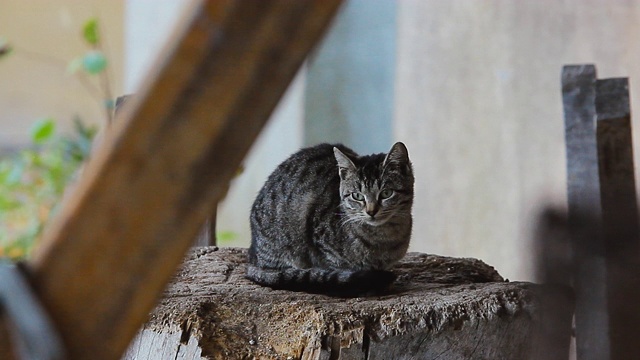 猫在躲雨视频素材