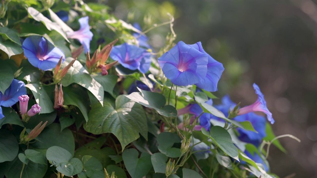 牵牛花视频素材