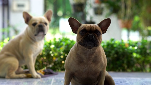 法国斗牛犬视频素材