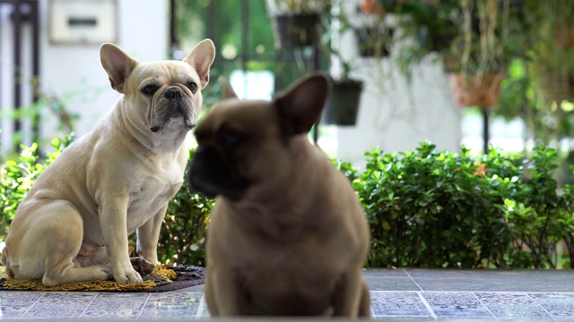 法国斗牛犬视频素材