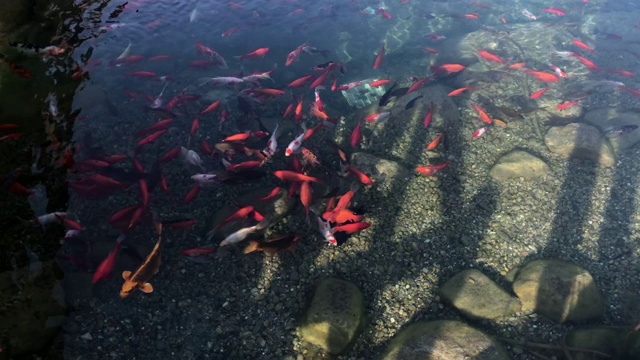 浮着锦鲤的装饰性小池塘视频素材