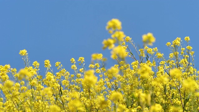 油菜领域视频素材