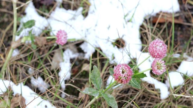 三叶草花与雪视频素材