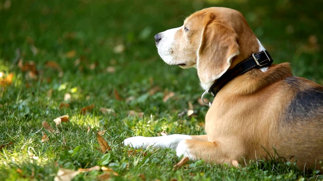 小猎犬躺在公园的绿草地上转头视频素材