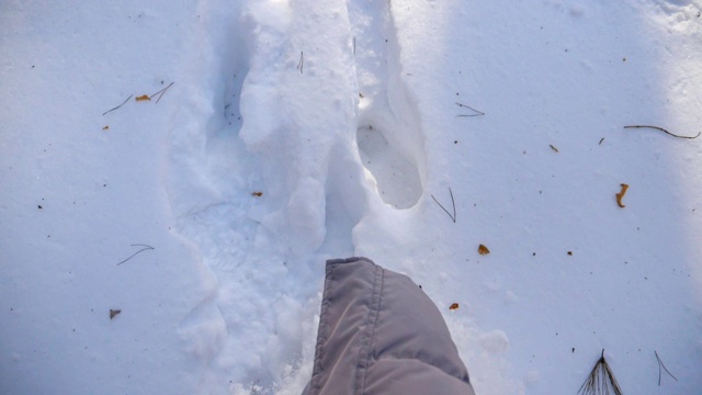 俯视图女人的腿踏在深雪和踢它。在寒冷的冬日里，一个面目全非的徒步旅行者穿过白雪覆盖的森林。女孩去户外。POV慢动作特写视频素材