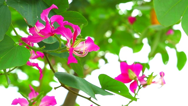 紫兰花树，香港兰花树，紫荆粉花视频素材