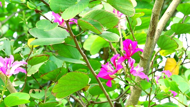 紫兰花树，香港兰花树，紫荆花束花视频素材