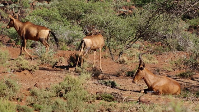 红羚(Alcelaphus buselaphus)，南非莫卡拉国家公园视频素材