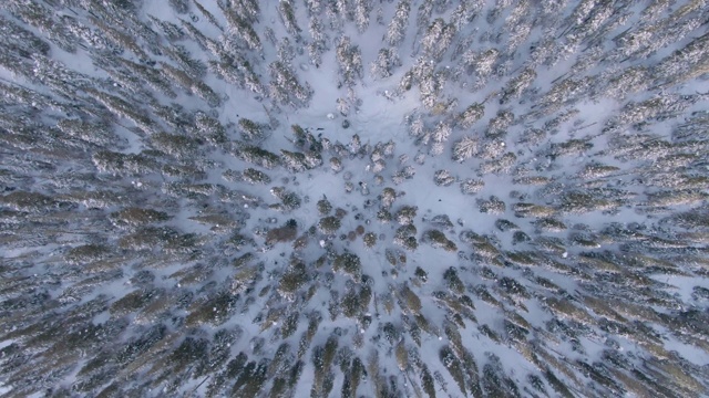 自顶向下:惠斯勒的雪松和云杉树梢的无人机景观。视频素材