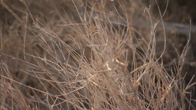 干草在风中发出沙沙声。视频素材