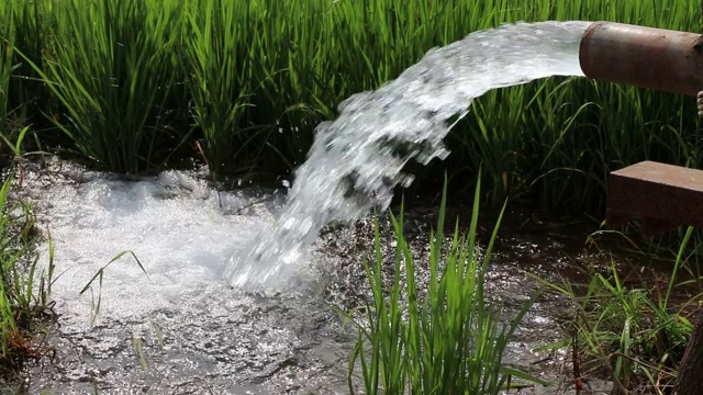 强劲的水流从管道流入绿色的稻田。视频素材