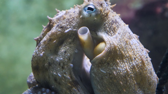 章鱼躺在水族馆的地板上视频素材