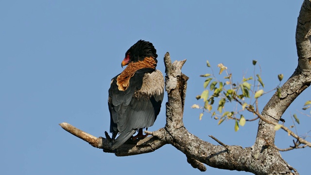 南非克鲁格国家公园，鹰艇(Terathopius ecaudatus)视频素材