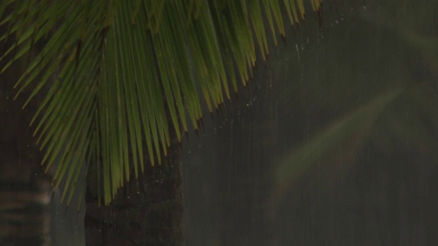 雨落在夏威夷大岛的棕榈树上。视频素材