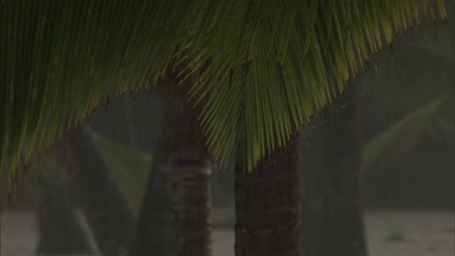 棕榈树在雨中下垂。视频素材