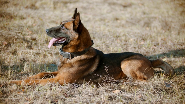 德国牧羊犬躺在草地上视频素材