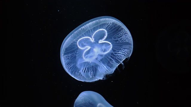 水母水母的特写(蓝色水母或Catostylus mosaicus)缓慢移动水下黑色背景视频素材