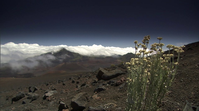 夏威夷的火山口周围盛开着高大的花朵。视频素材