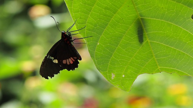 Parides iphidamus。牛心蝴蝶栖息在一片叶子的边缘。它原产于南美洲和中美洲，从秘鲁和巴拿马到哥斯达黎加和墨西哥。视频素材