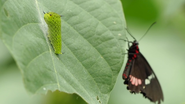 Parides iphidamus。牛心蝴蝶栖息在一片叶子的边缘。它原产于南美洲和中美洲，从秘鲁和巴拿马到哥斯达黎加和墨西哥。视频素材